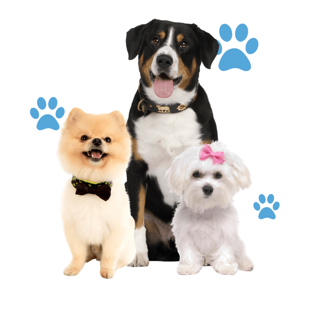 Peluquería para perros en Pontevedra