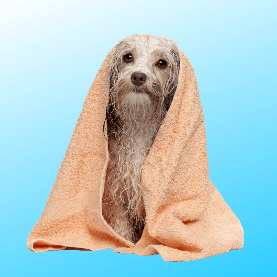 SPA PARA MASCOTAS EN PONTEVEDRA