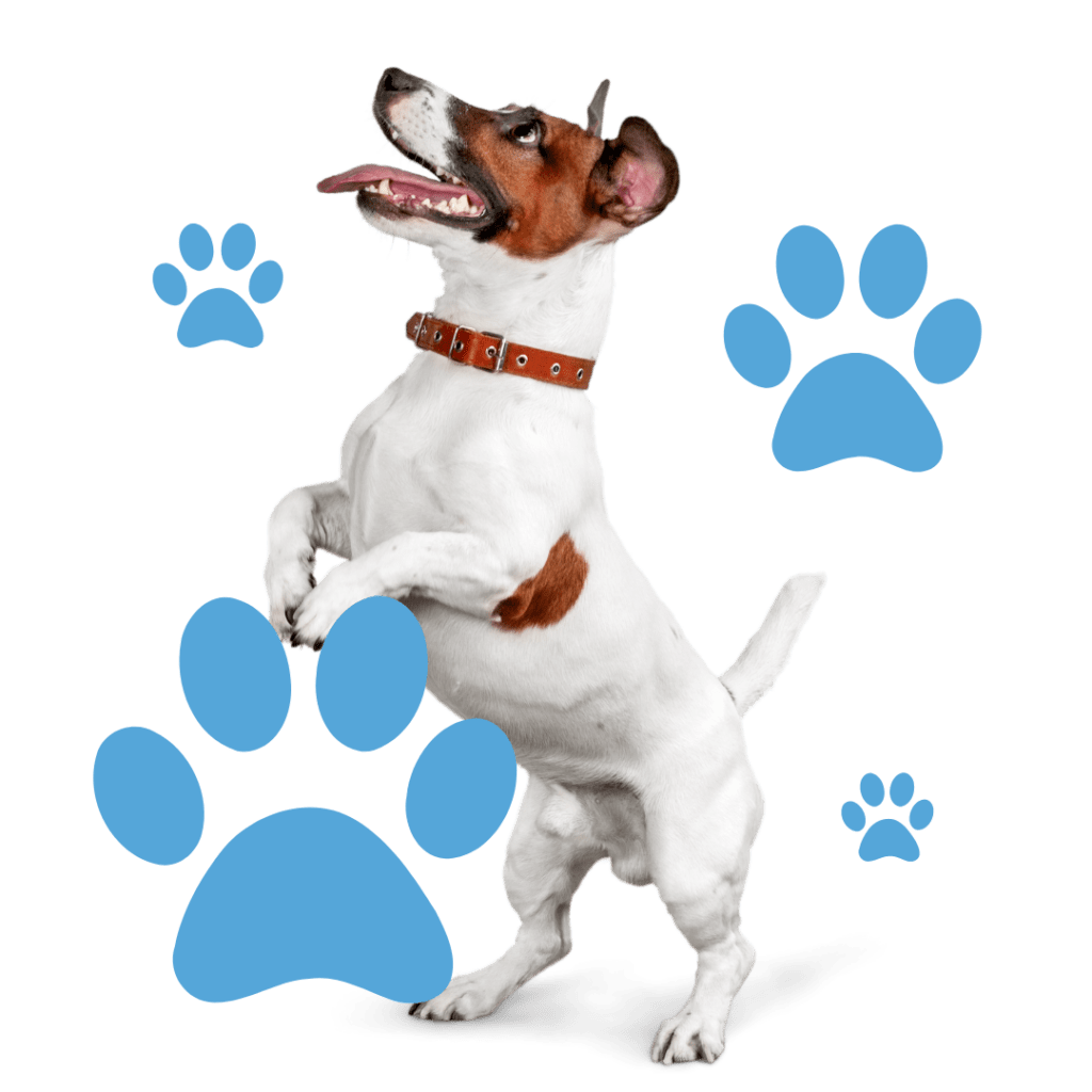 pienso para mascotas en Pontevedra