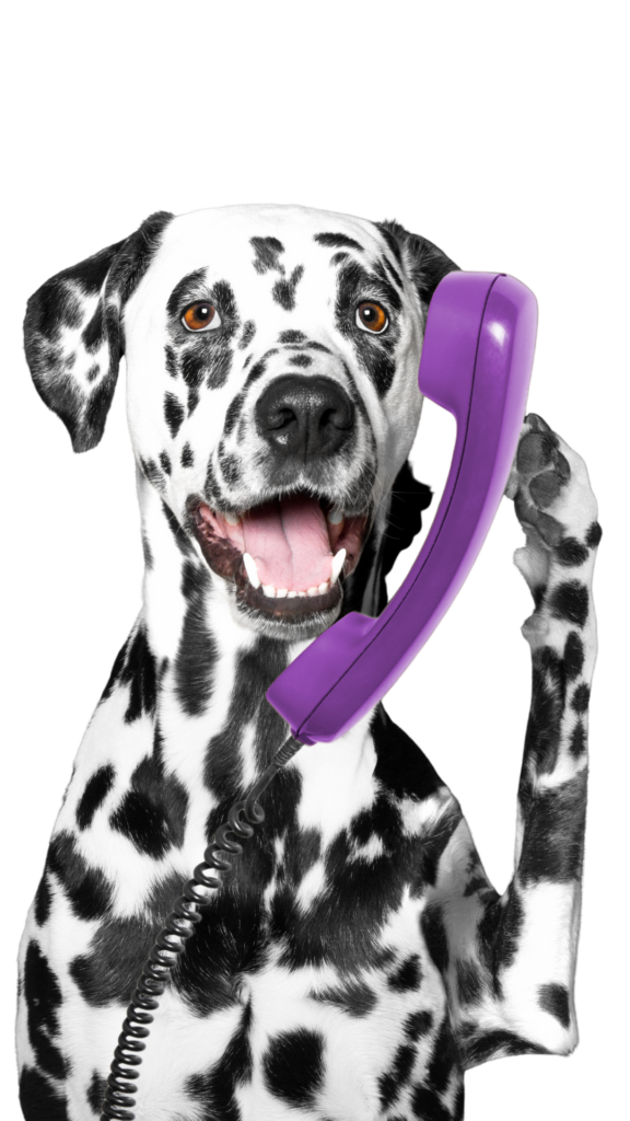 CITA PELUQUERIA CANINA PONTEVEDRA